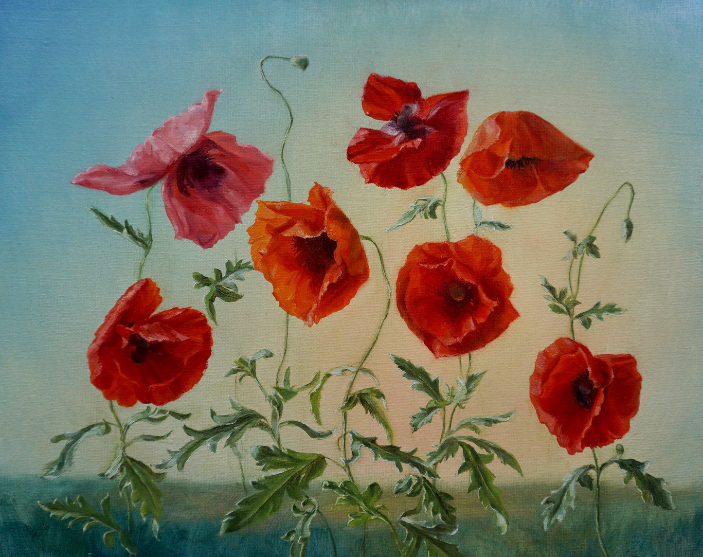 Poppies