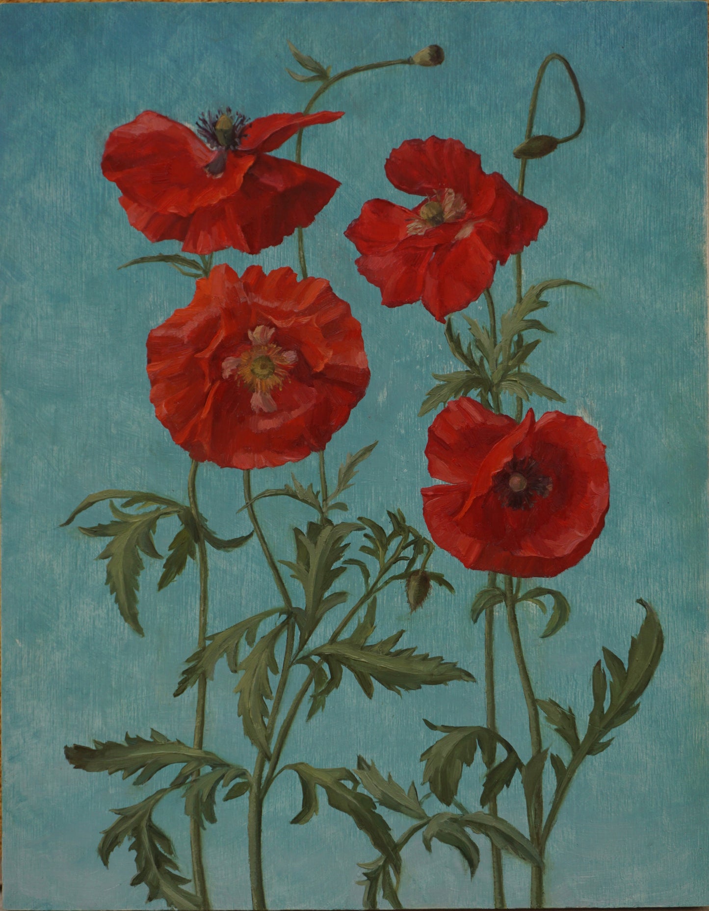 Red Poppies