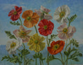 Colourful Poppies