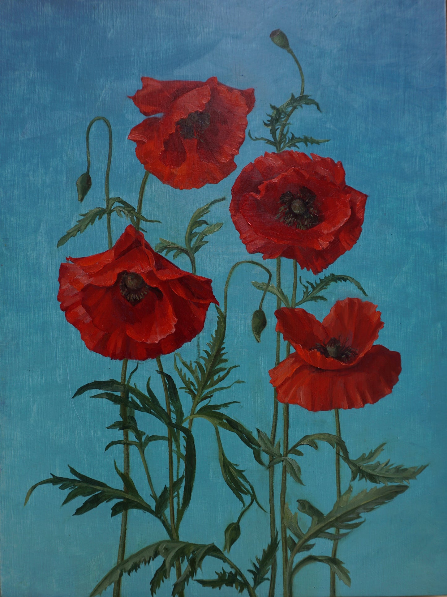 Red Poppies