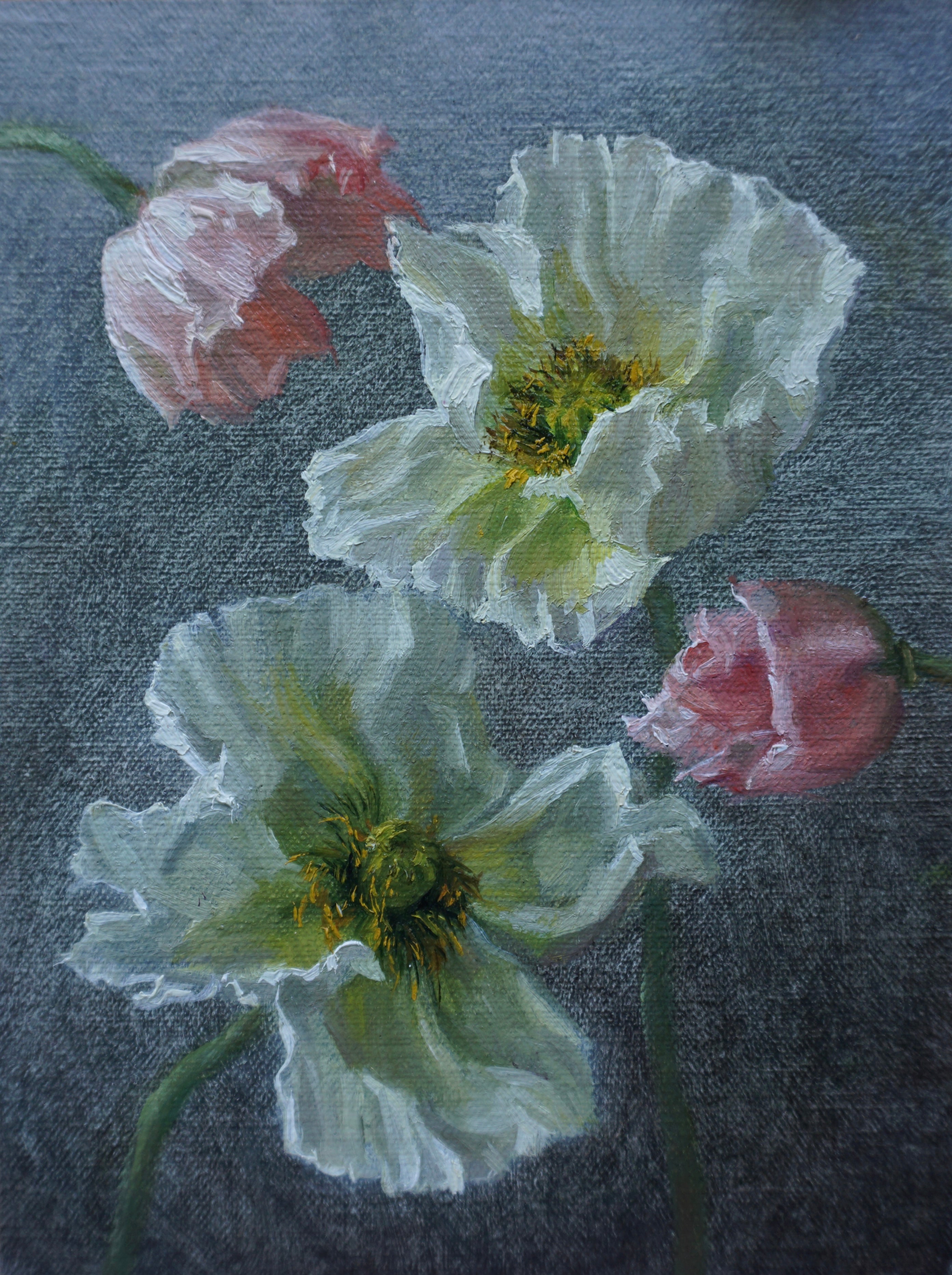 White Poppies